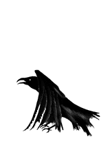 raven dancing