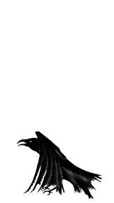jumping raven