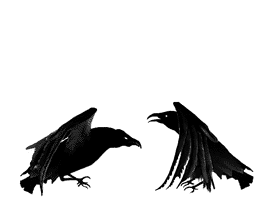 dancing ravens 