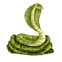 a cobra